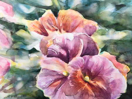 Hollyhocks Blooms