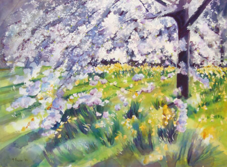Cherry Blossoms