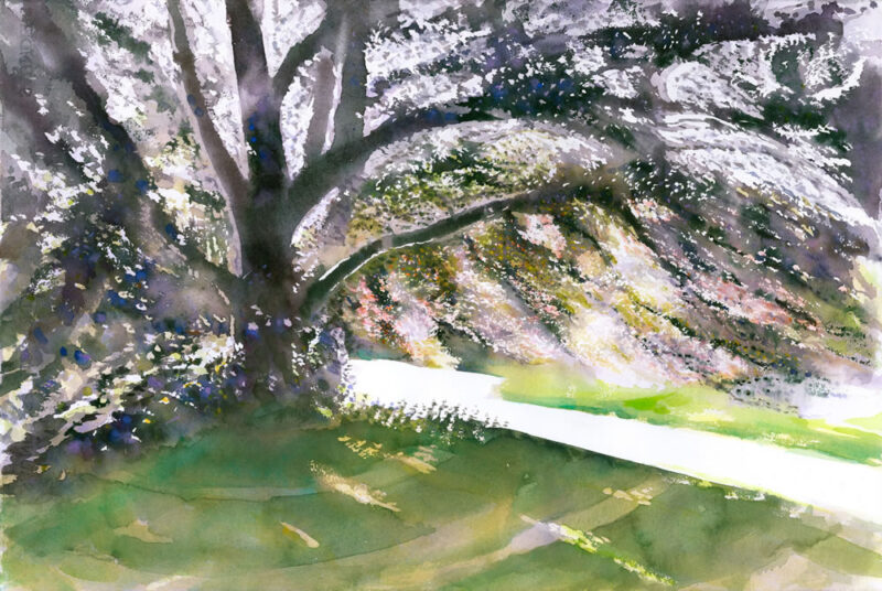 Copper Beach Meadow